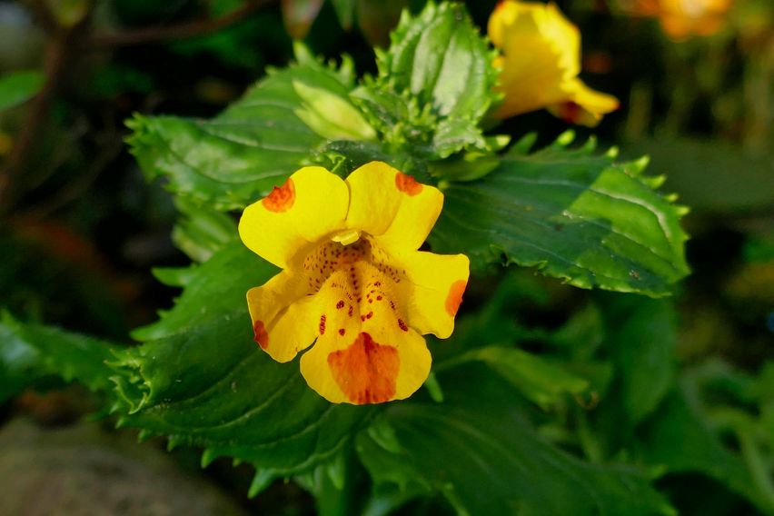 Mimulus - Fiori di Bach Italia