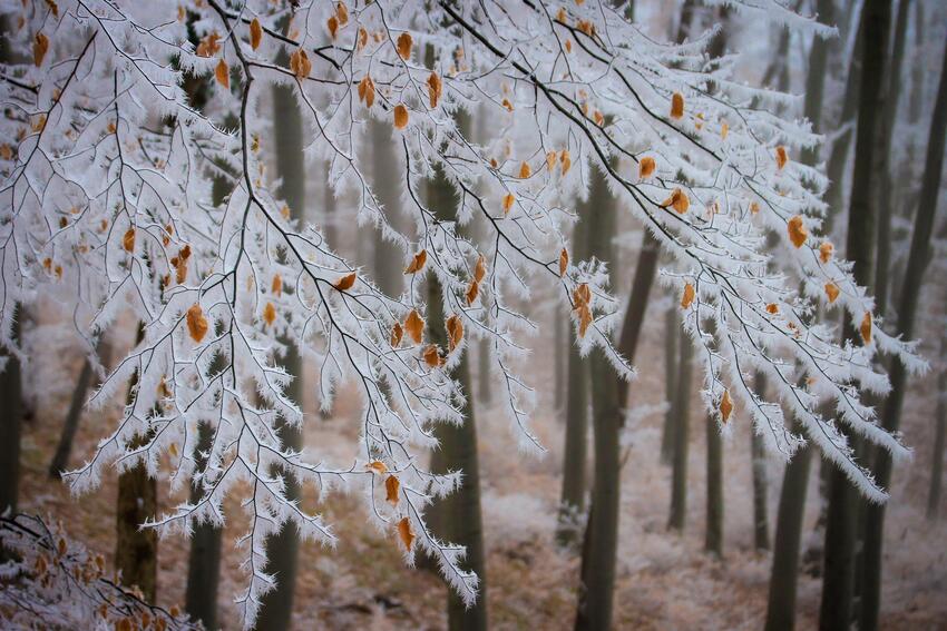 Beech - Fiori di Bach Italia