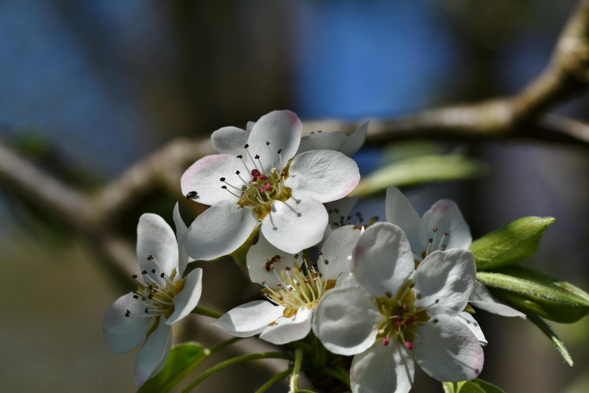 Crab Apple - Fiori di Bach Italia