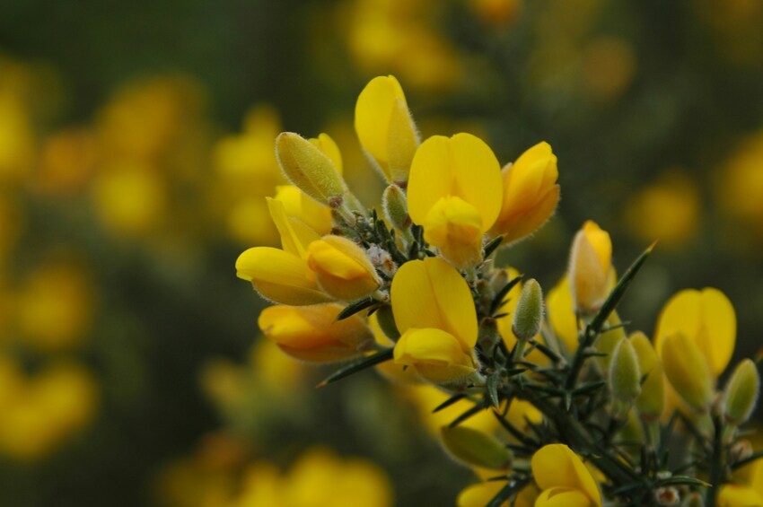 Gorse - Fiori di Bach Italia