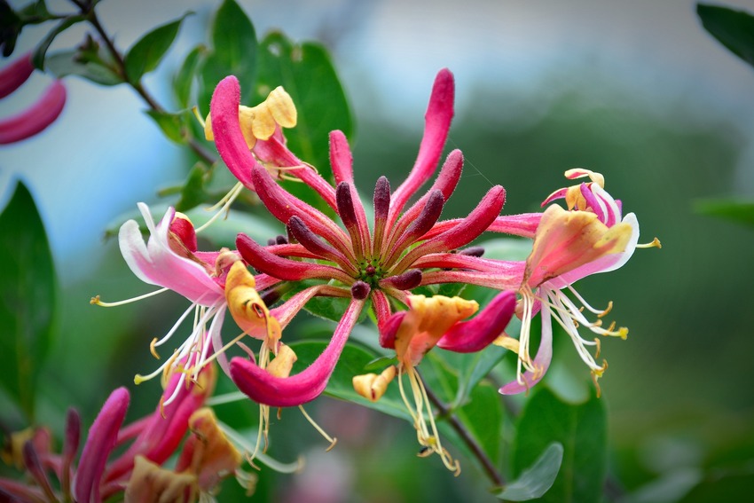 Honeysuckle - Fiori di Bach Italia