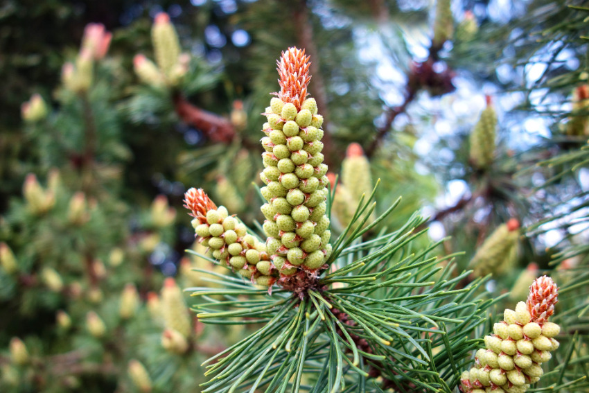 Pine - Fiori di Bach Italia