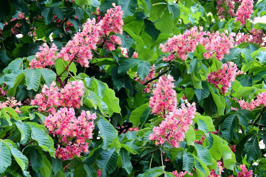 Red Chestnut - Fiori di Bach Italia