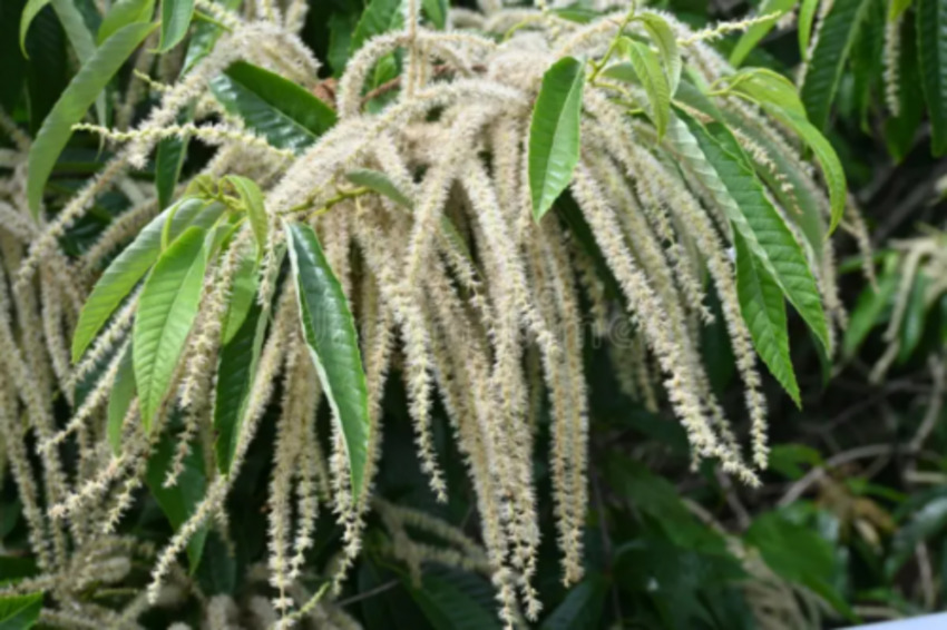 Sweet Chestnut - Fiori di Bach Italia