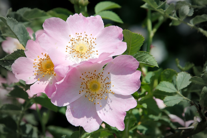 Wild Rose - Fiori di Bach Italia